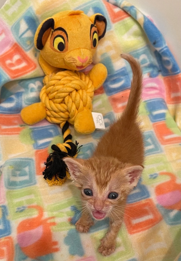 Enlarge Simba (Female ?), a Adopted mixed breed in Elk Grove, CA image 5/7