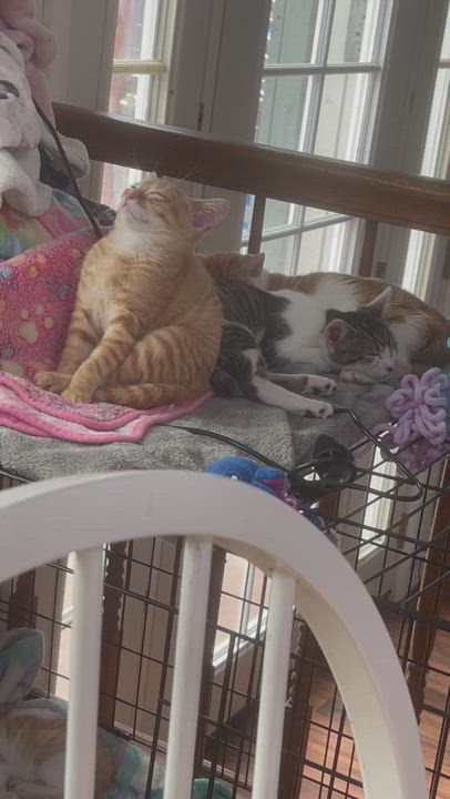 Enlarge Simba (Female ?), a Adopted mixed breed in Elk Grove, CA video 6/7