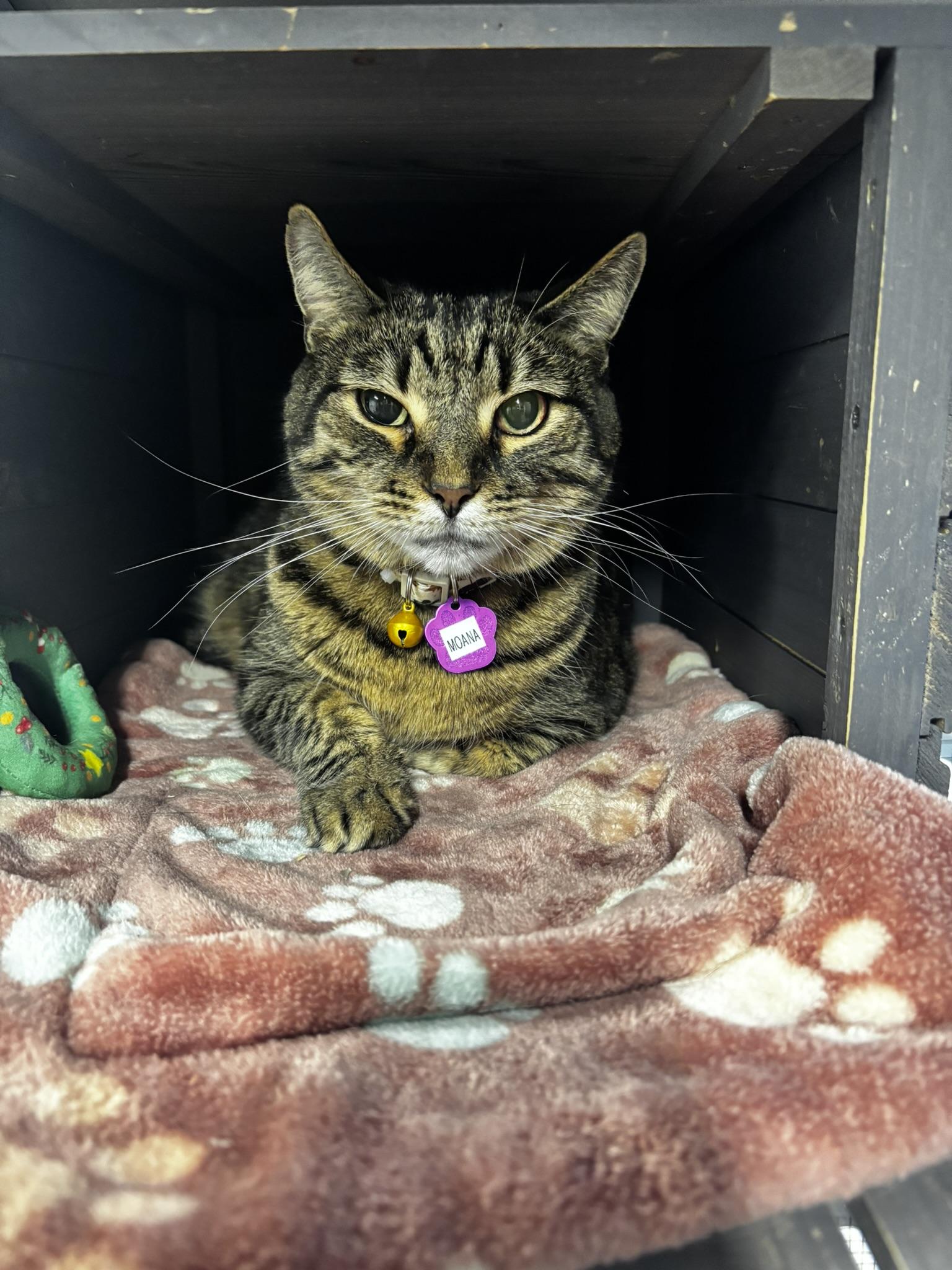 Moana, an adoptable mixed breed in Grand Rapids, MI image 2/3