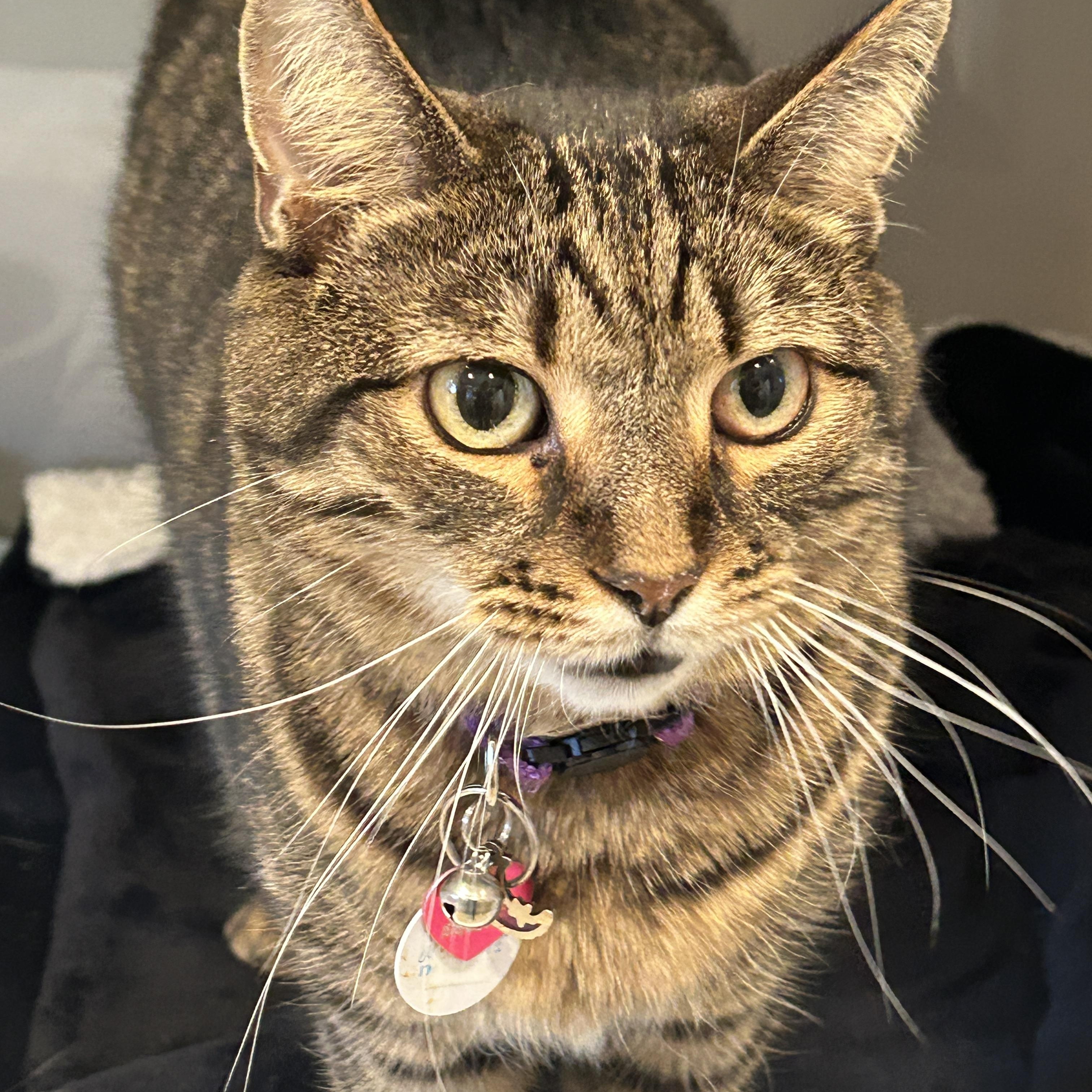 Moana, adoptable, Senior Female Tabby & Domestic Short Hair.