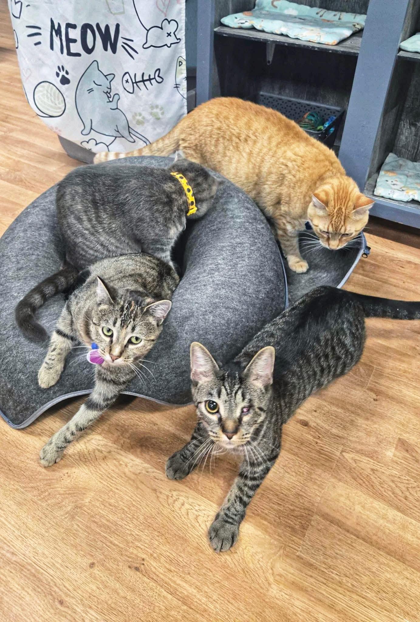 Moana, an adoptable mixed breed in Grand Rapids, MI image 3/3