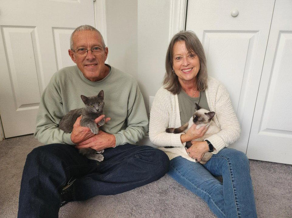 Bonnie (Siamese mix) & June (Russian Blue mix), a Adopted Domestic Short Hair in Hampstead, NC image 1/3