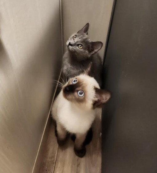 Bonnie (Siamese mix) & June (Russian Blue mix), a Adopted Domestic Short Hair in Hampstead, NC image 2/3