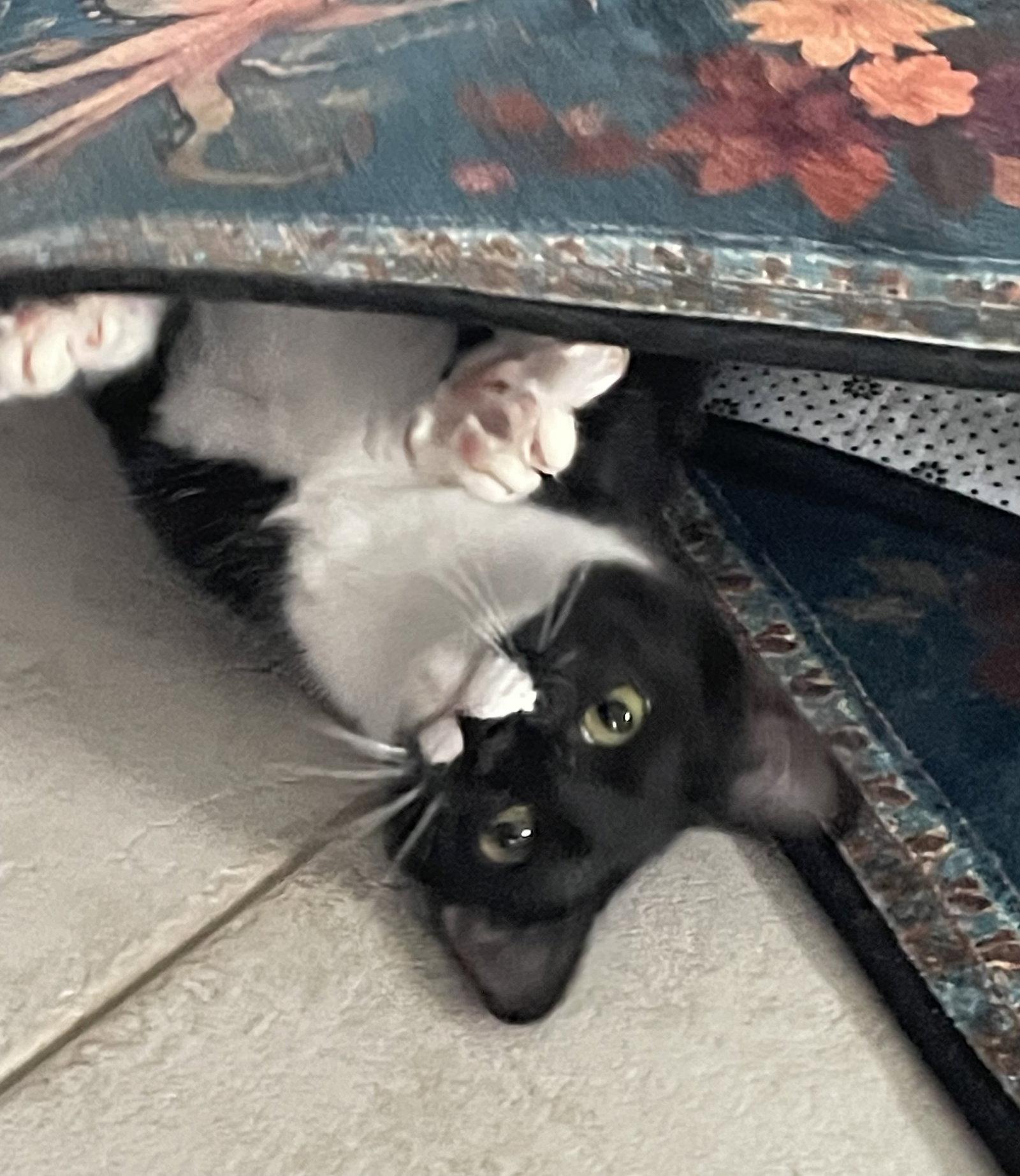 Hope, Adoptable, Young Female Domestic Short Hair.