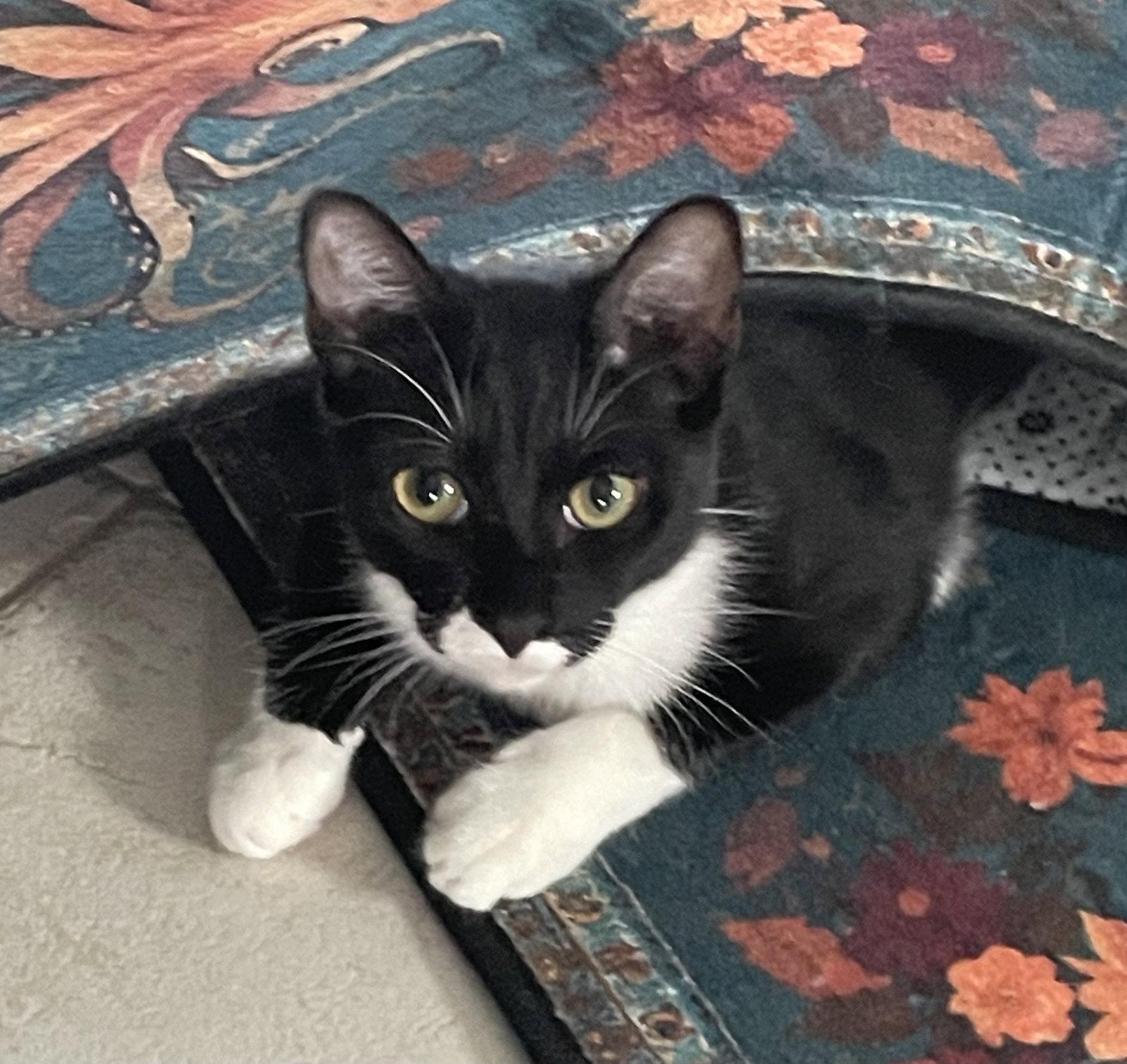 Enlarge Hope, a Adoptable Domestic Short Hair in West Palm Beach, FL image 2/2