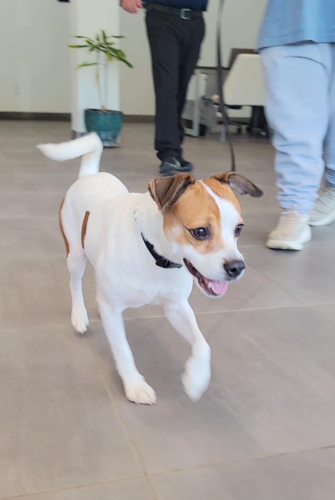 Poe, Adoptable, Adult Male Parson Russell Terrier & Mixed Breed.