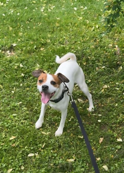Poe, a Adoptable mixed breed in Elmira, NY image 2/3