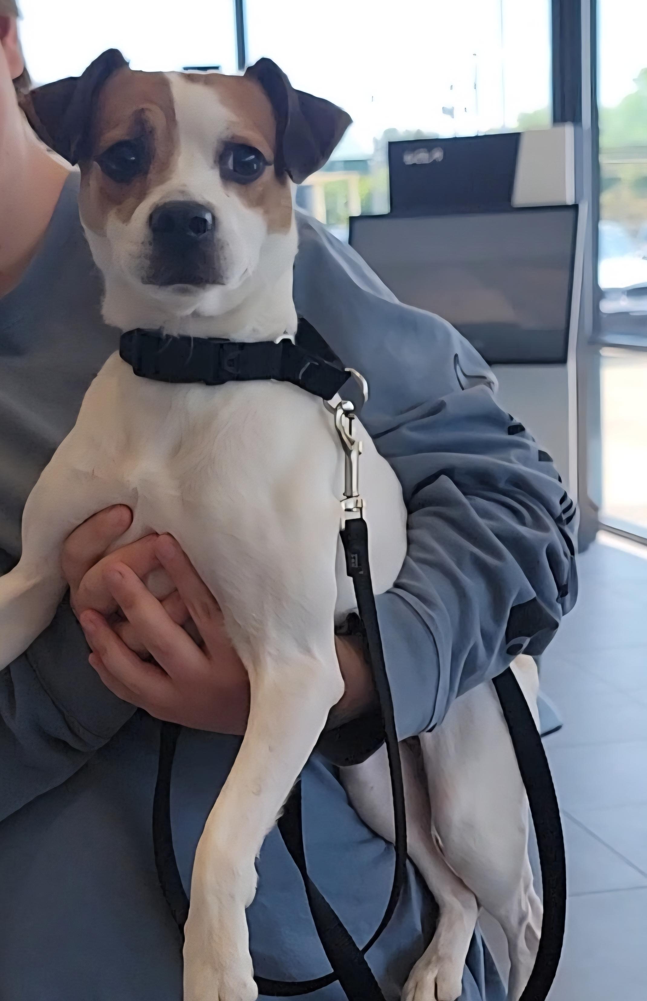 Poe, a Adoptable mixed breed in Elmira, NY image 3/3