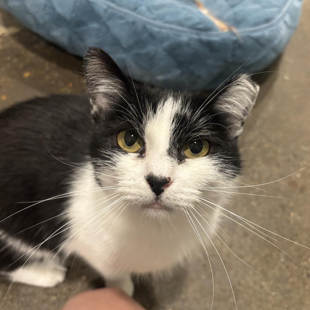 Enlarge Chef, a Adoptable Domestic Short Hair in Louisville, KY image 2/4