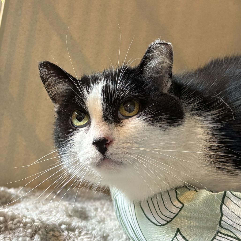 Chef, Adoptable, Adult Male Domestic Short Hair.