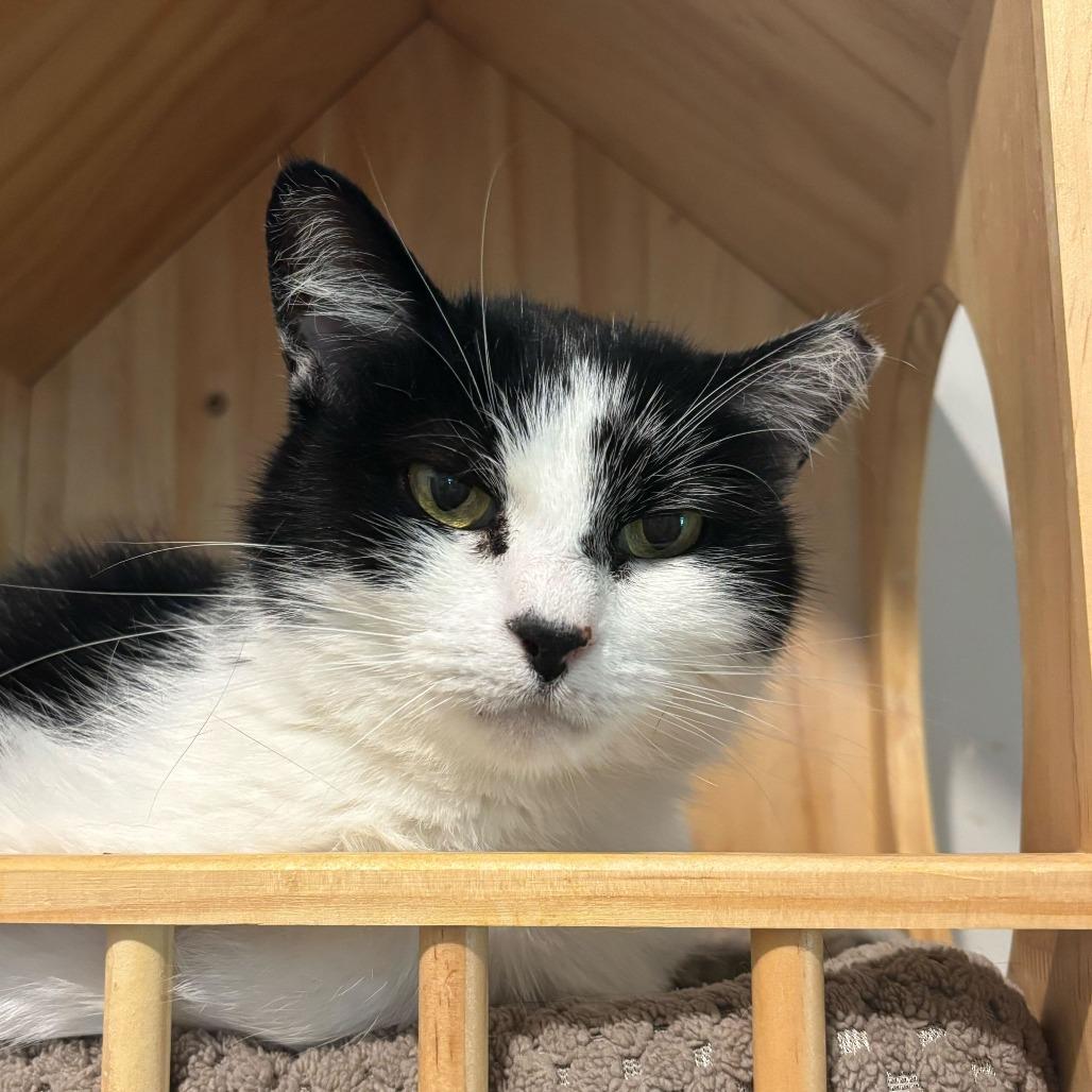 Chef, a Adoptable Domestic Short Hair in Louisville, KY image 2/2
