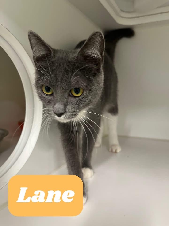 Enlarge Lane, a Adoptable Domestic Short Hair in Kingsport, TN image 1/1