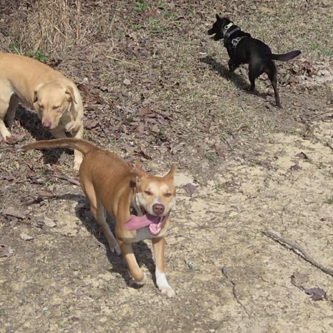 Enlarge Pretty Girl, a Adoptable mixed breed in Hartford, CT image 5/5