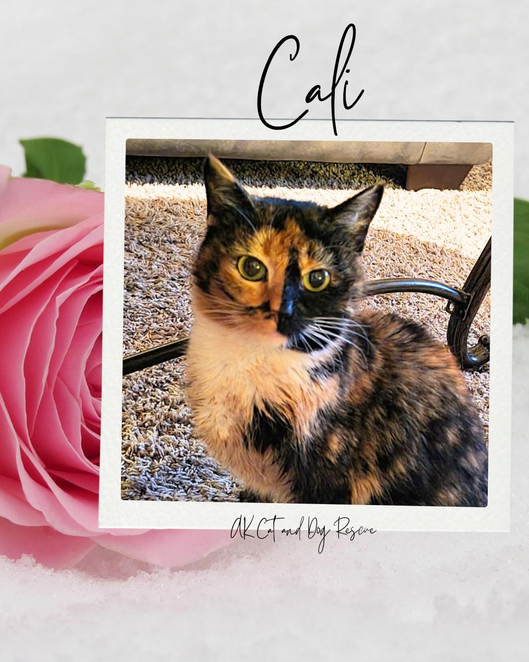 Cali, a Adoptable mixed breed in Wasilla, AK image 5/5