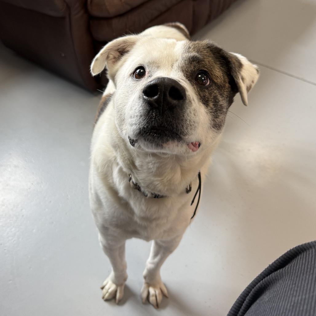 Enlarge Wishbone, a Adoptable Mixed Breed in Ponca City, OK image 1/6