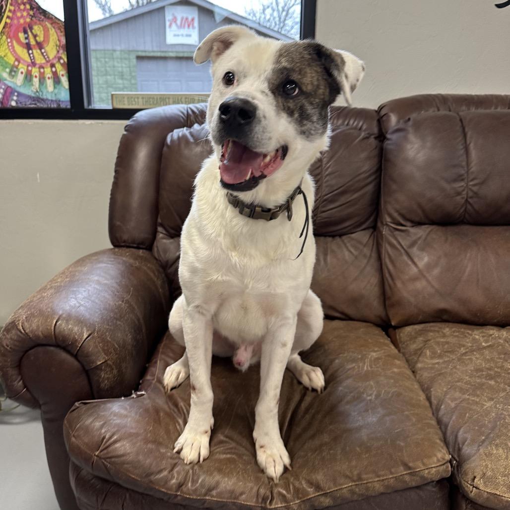 Wishbone, Adoptable, Adult Male Mixed Breed.