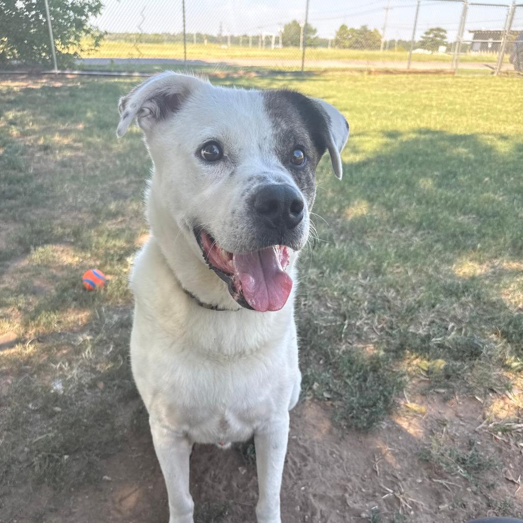 Wishbone, Adoptable, Adult Male Mixed Breed.