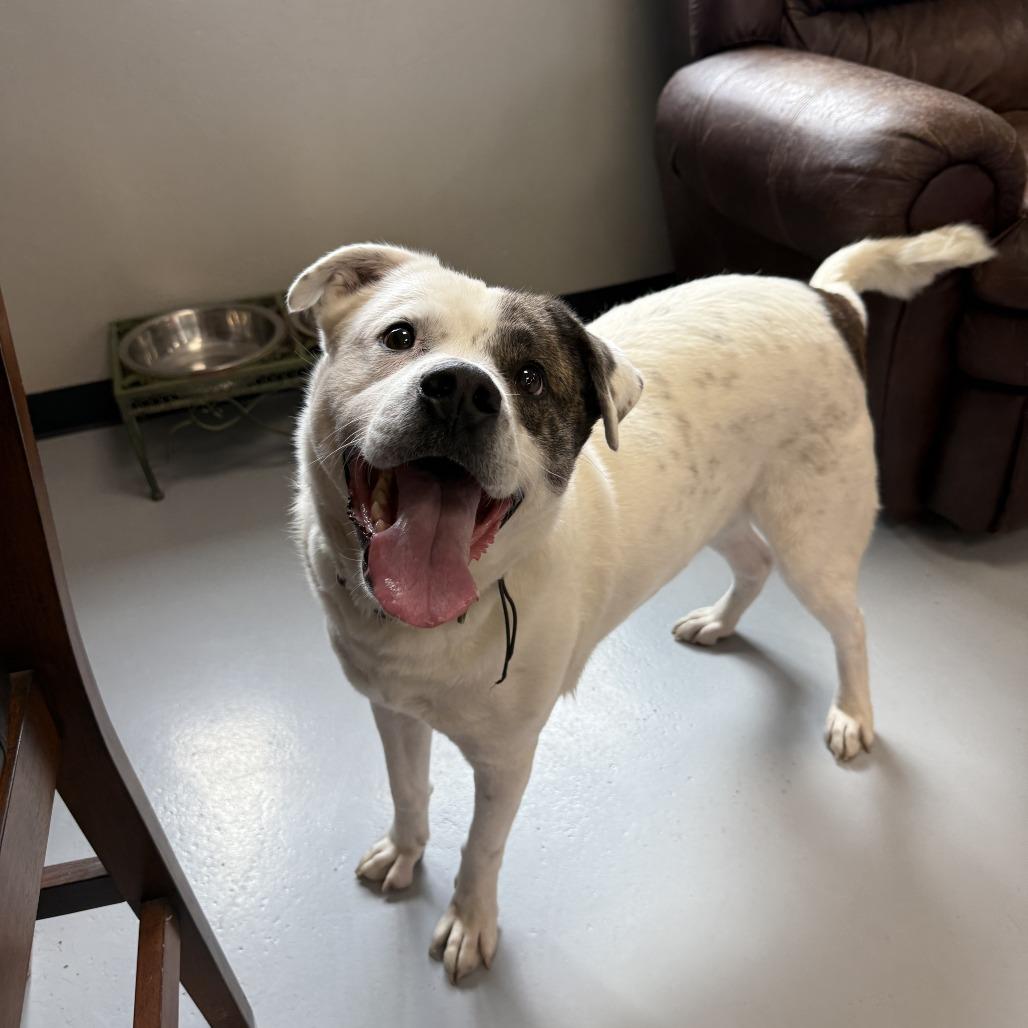 Enlarge Wishbone, a Adoptable Mixed Breed in Ponca City, OK image 3/6