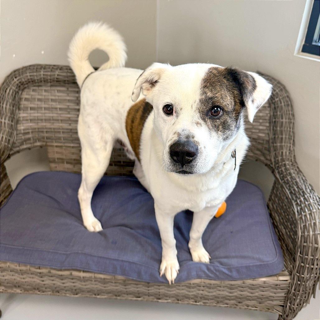 Enlarge Wishbone, a Adoptable Mixed Breed in Ponca City, OK image 2/6