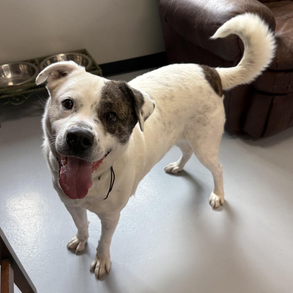 Enlarge Wishbone, a Adoptable Mixed Breed in Ponca City, OK image 4/6