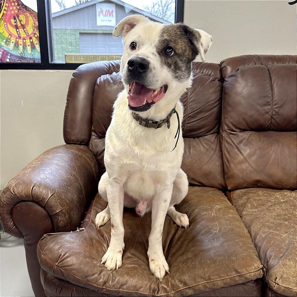Enlarge Wishbone, a Adoptable Mixed Breed in Ponca City, OK image 3/6