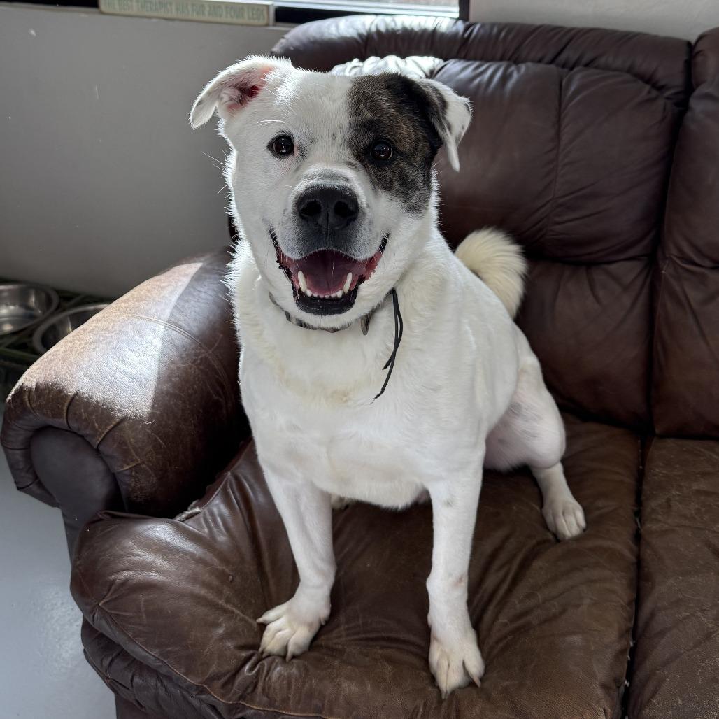 Enlarge Wishbone, a Adoptable Mixed Breed in Ponca City, OK image 5/6