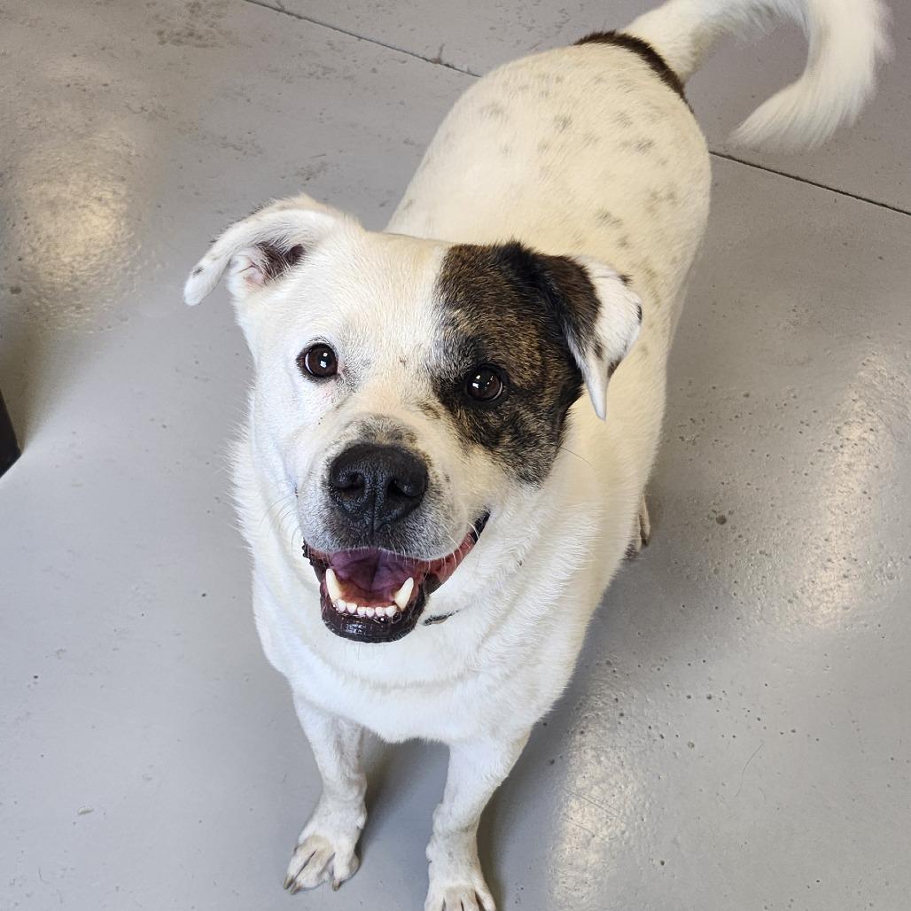 Enlarge Wishbone, a Adoptable Mixed Breed in Ponca City, OK image 3/6