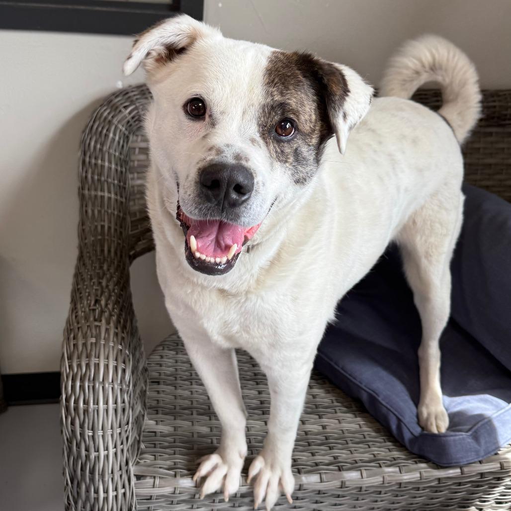Enlarge Wishbone, a Adoptable Mixed Breed in Ponca City, OK image 3/6