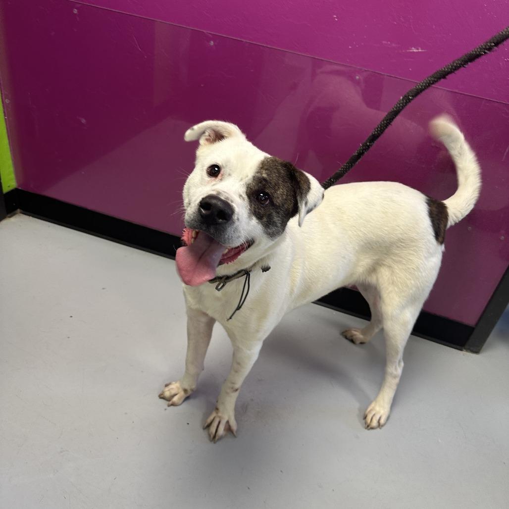 Enlarge Wishbone, a Adoptable Mixed Breed in Ponca City, OK image 1/1