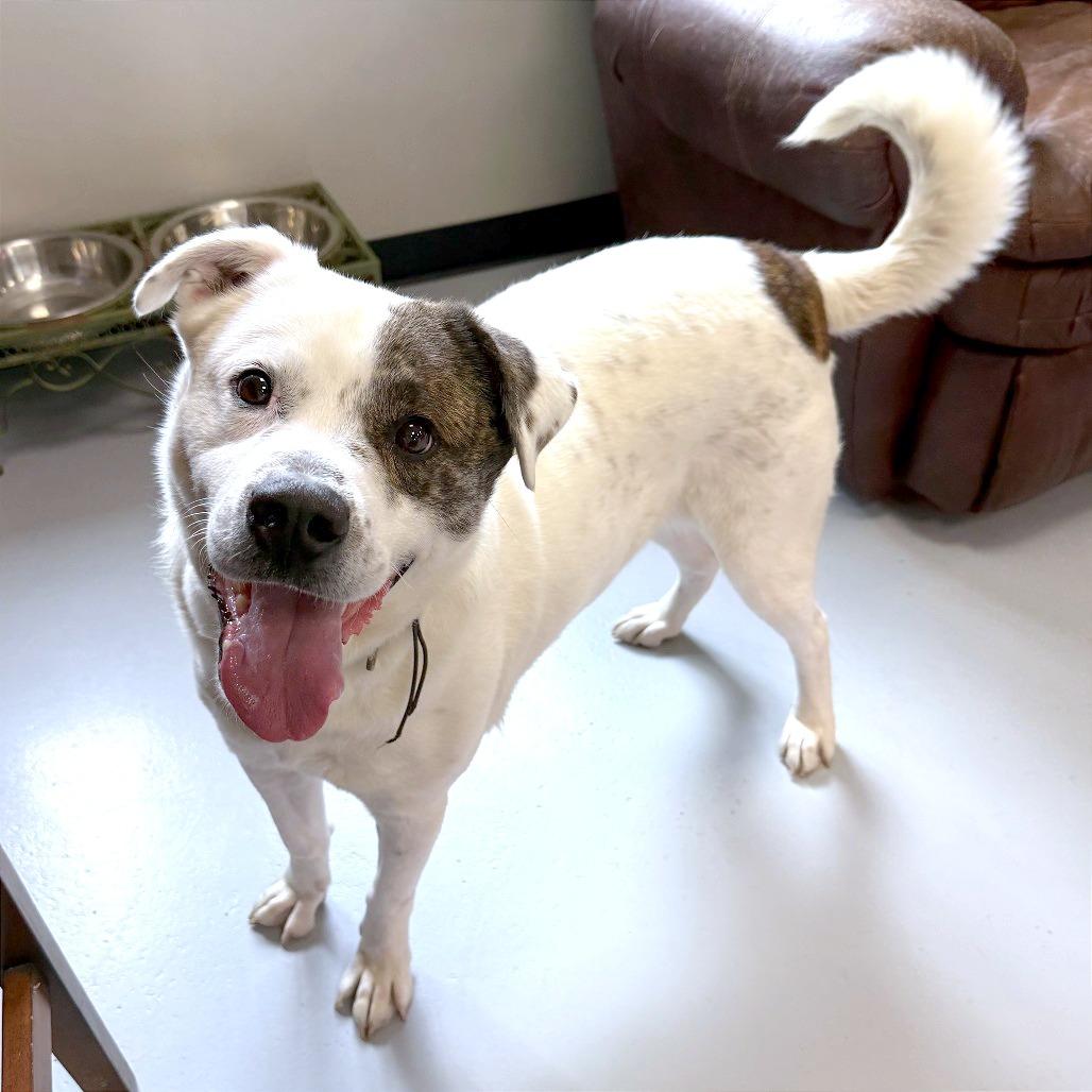 Enlarge Wishbone, a Adoptable Mixed Breed in Ponca City, OK image 5/6