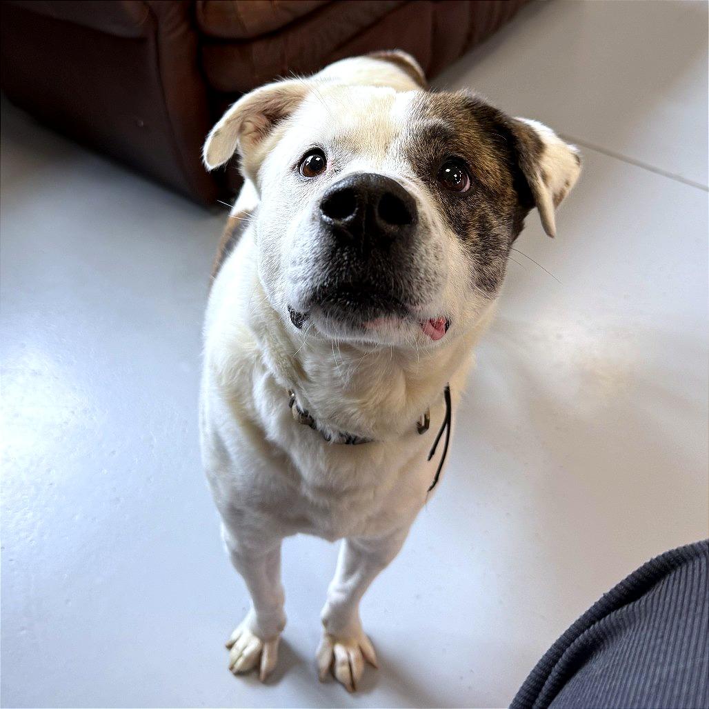 Enlarge Wishbone, a Adoptable Mixed Breed in Ponca City, OK image 6/6