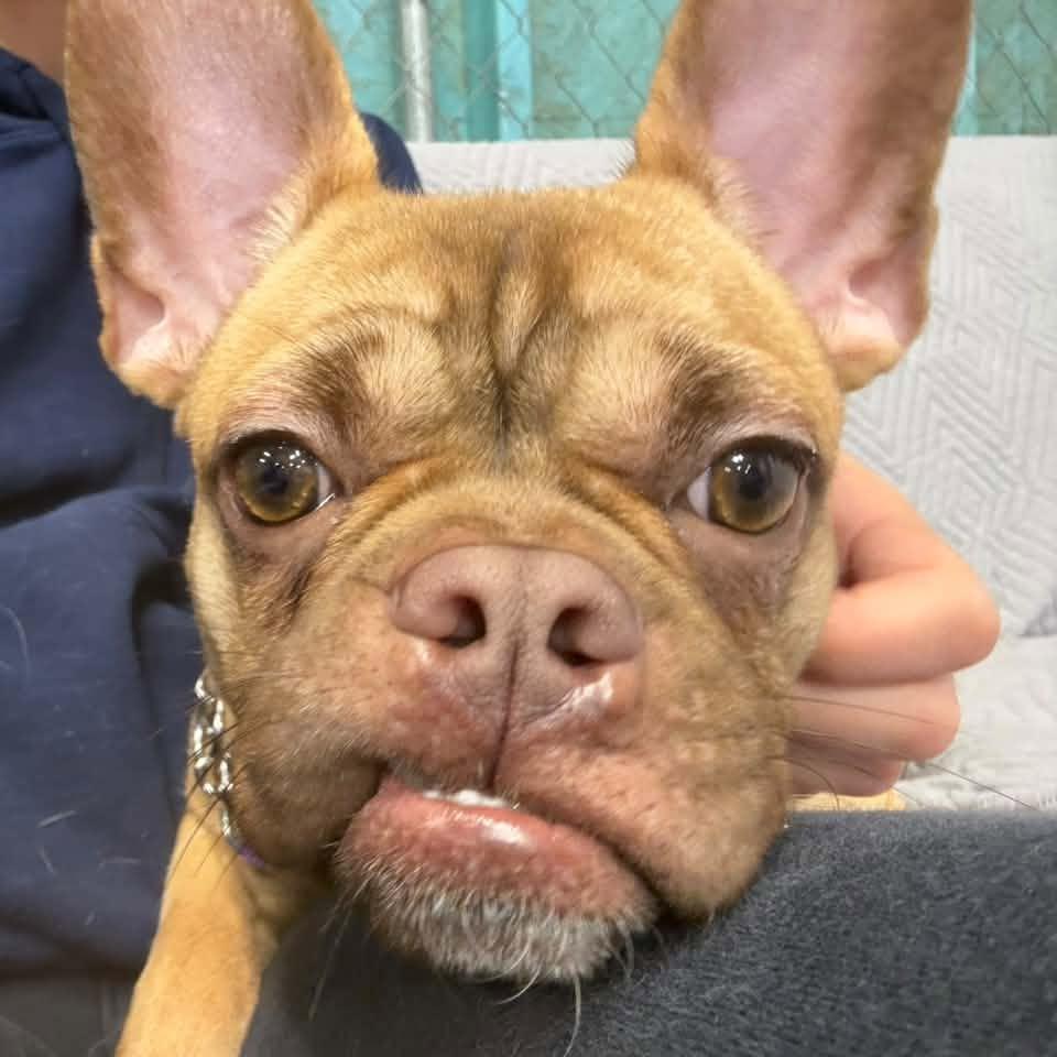 Hashbrown $650, Adoptable, Young Female French Bulldog.