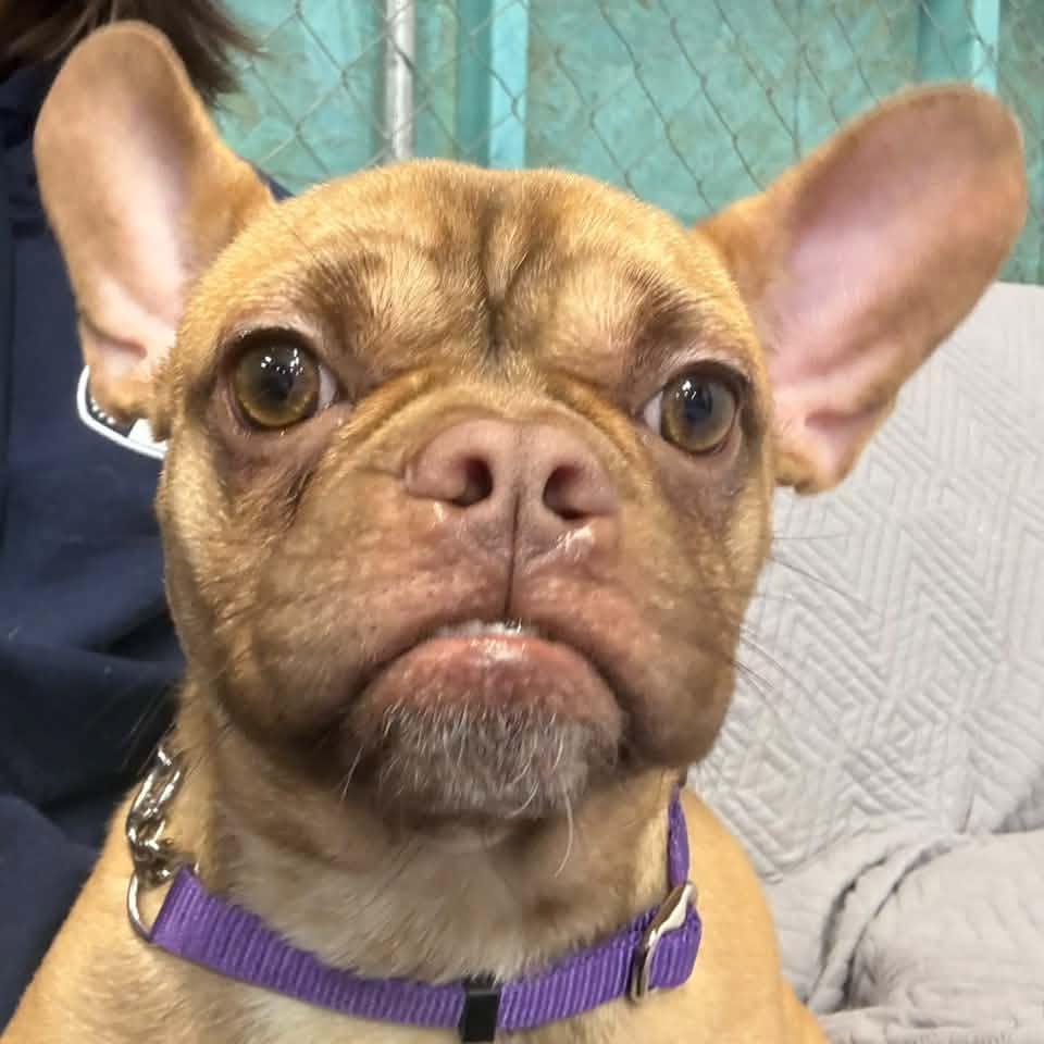Enlarge Hashbrown $650, a Adoptable French Bulldog in Milwaukee, WI image 2/6