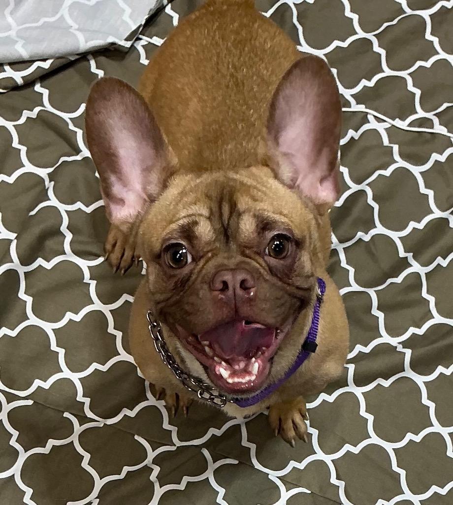 Enlarge Hashbrown $650, a Adoptable French Bulldog in Milwaukee, WI image 3/6