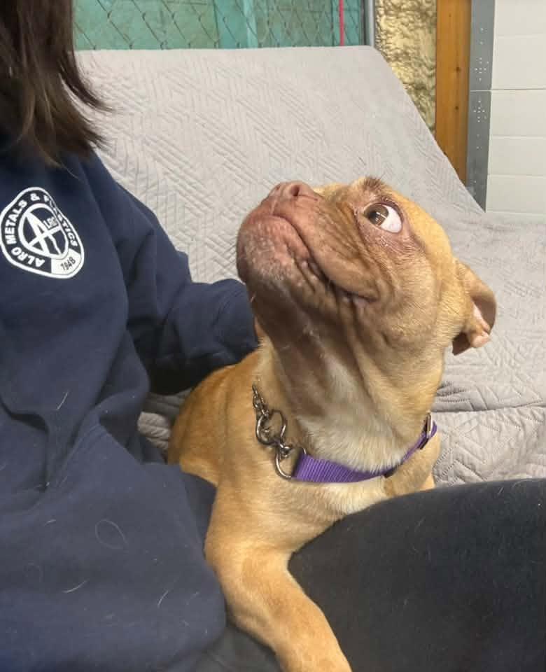 Enlarge Hashbrown $650, a Adoptable French Bulldog in Milwaukee, WI image 4/6