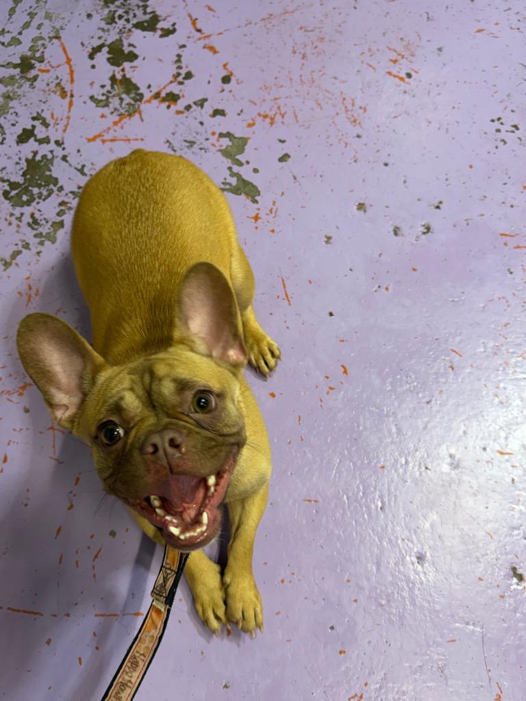 Enlarge Hashbrown $650, a Adoptable French Bulldog in Milwaukee, WI image 5/6