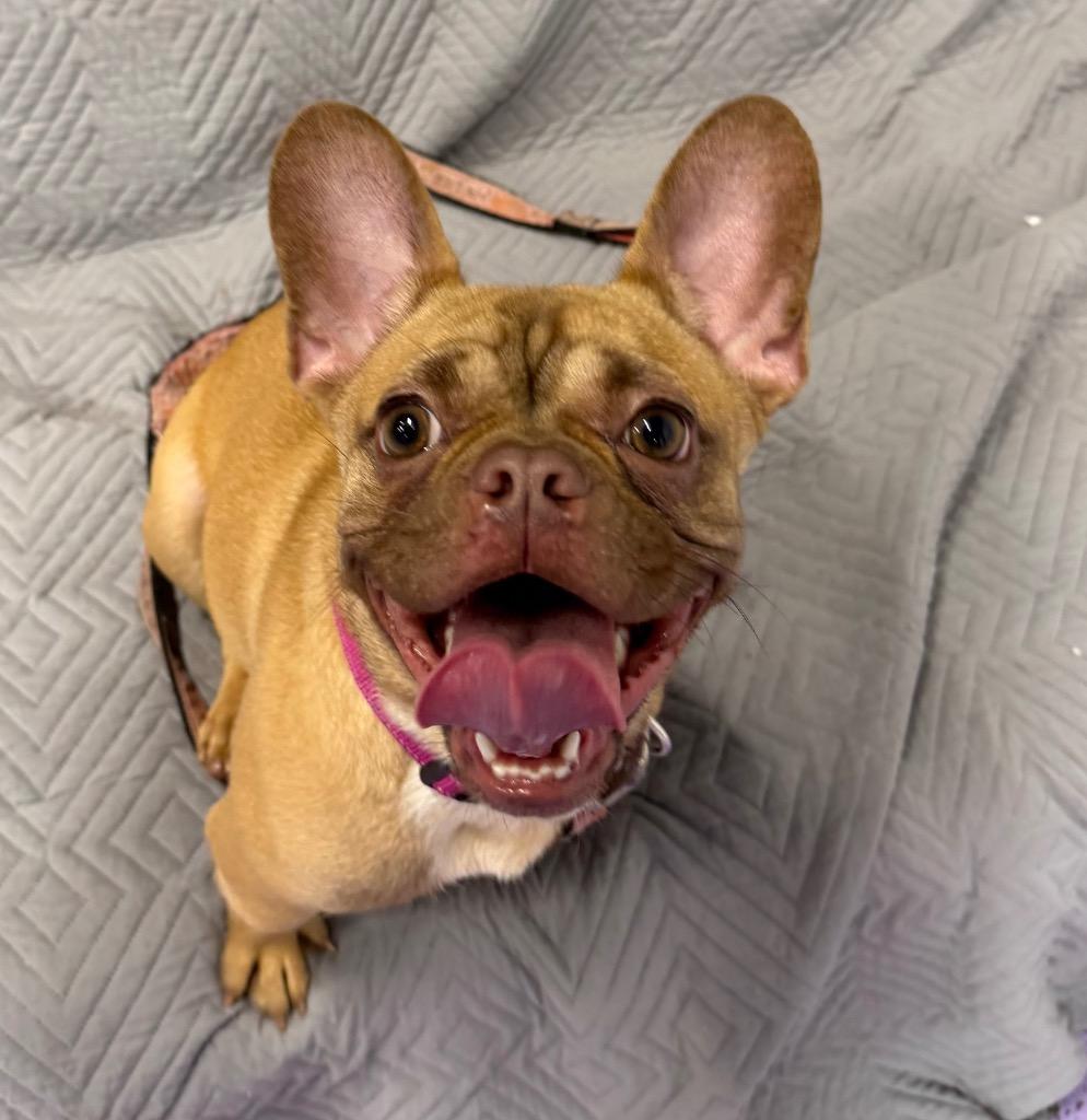 Enlarge Hashbrown $650, a Adoptable French Bulldog in Milwaukee, WI image 6/6
