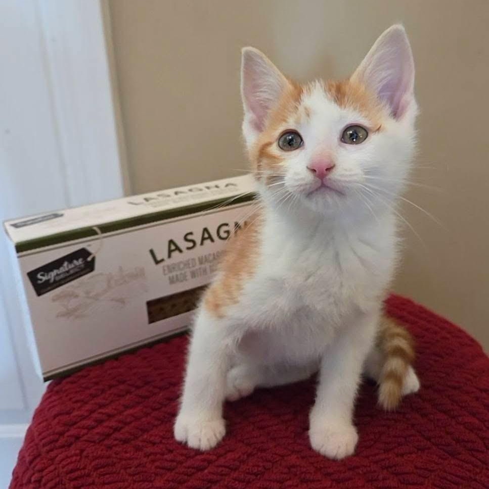 Odie, adopted, Kitten Male Domestic Short Hair.