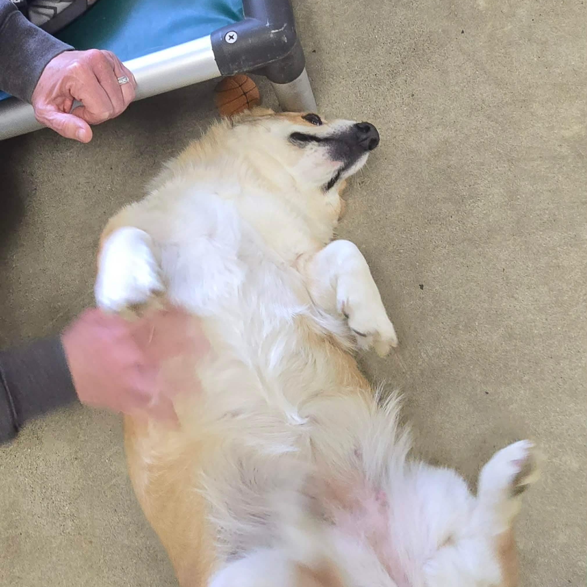 Enlarge Roxy, a Adoptable Corgi in Archbold , OH image 3/4