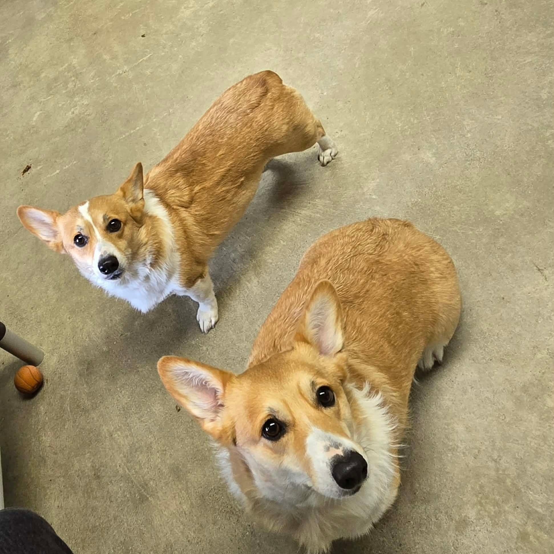 Enlarge Roxy, a Adoptable Corgi in Archbold , OH image 2/4