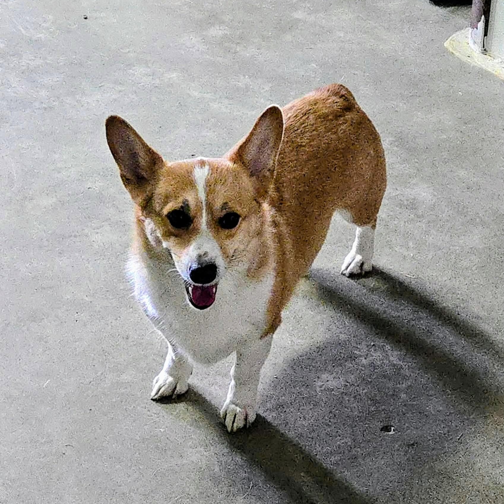 Enlarge Roxy, a Adoptable Corgi in Archbold , OH image 1/4