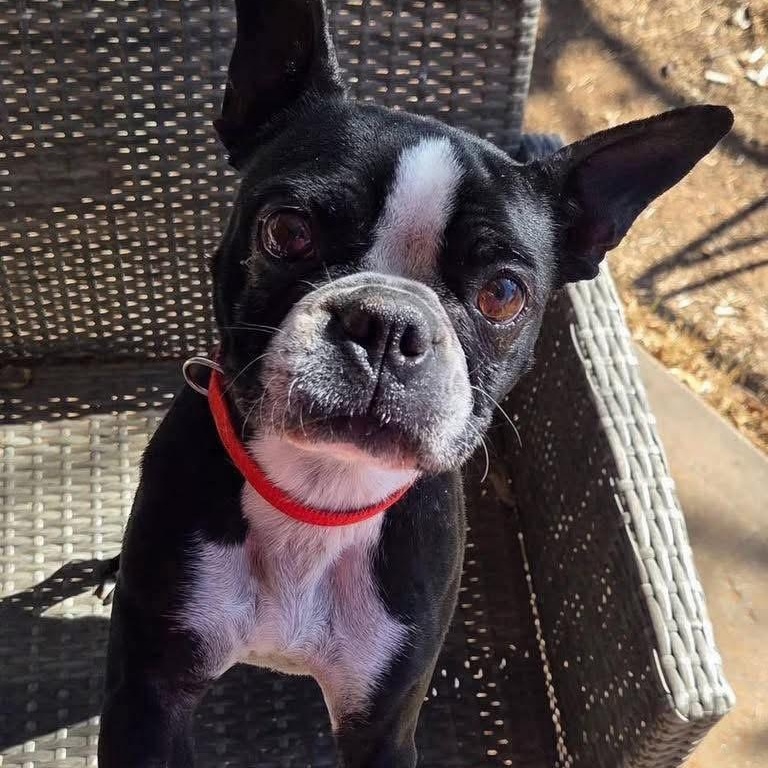 Enlarge Echo, a ADOPTABLE Boston Terrier in Lubbock, TX image 1/3