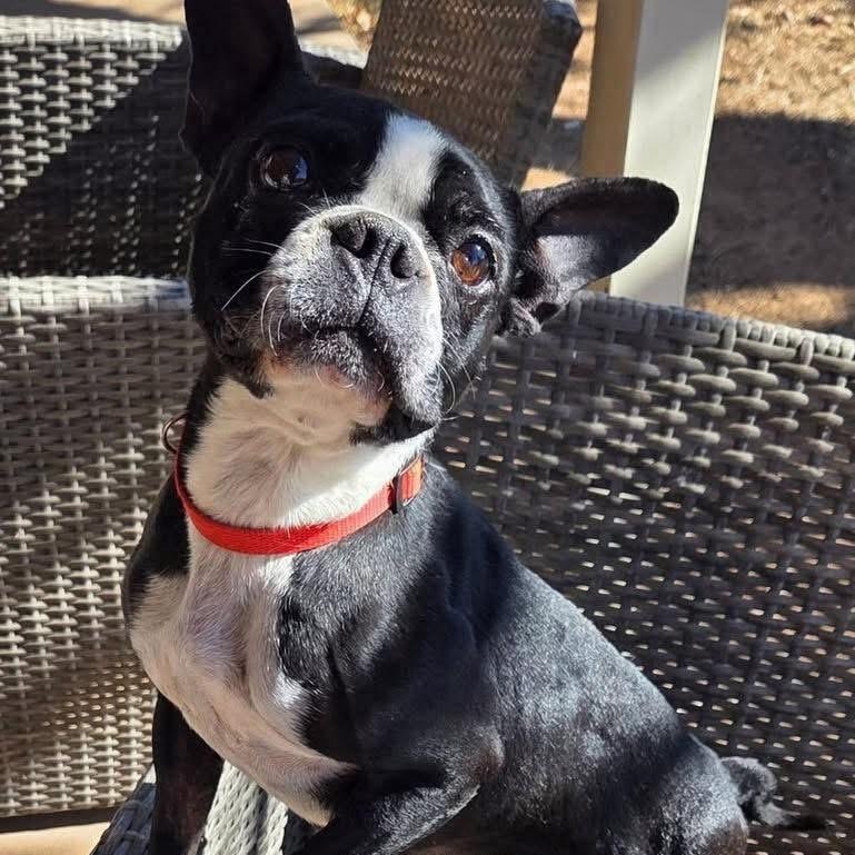 Enlarge Echo, a ADOPTABLE Boston Terrier in Lubbock, TX image 3/3