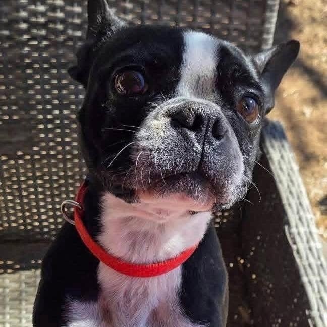 Enlarge Echo, a ADOPTABLE Boston Terrier in Lubbock, TX image 2/3
