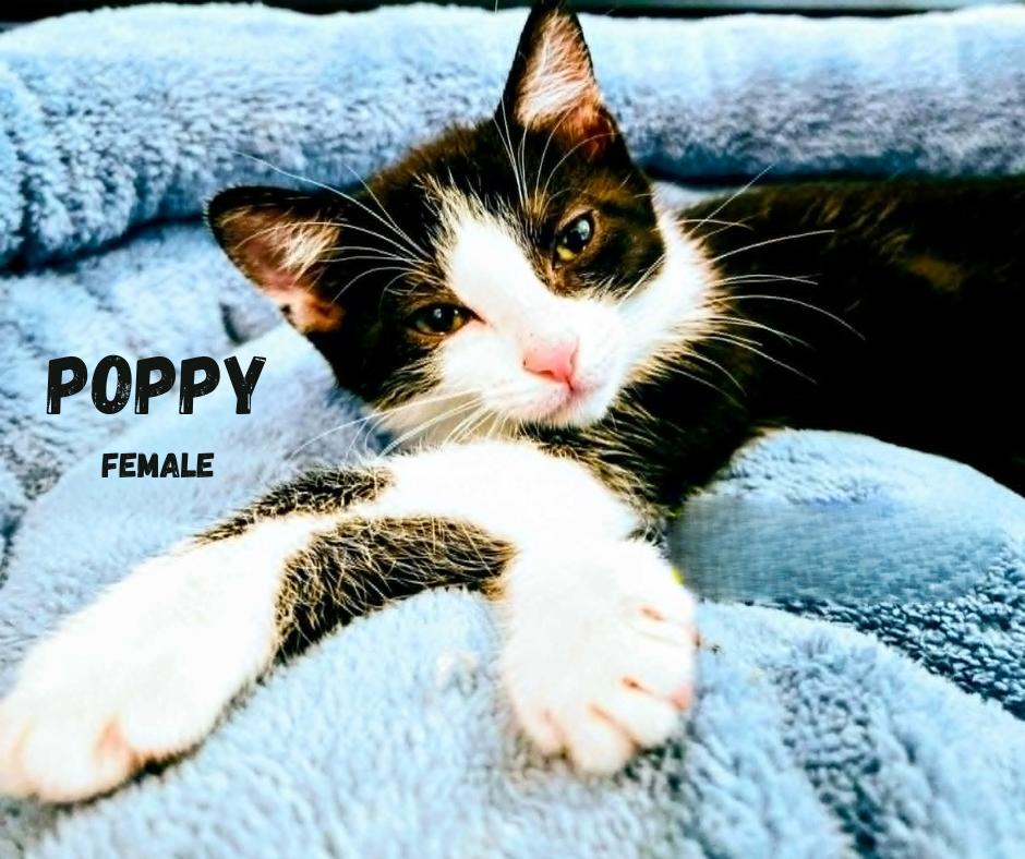 POPPY, a Adoptable Domestic Short Hair in Largo, FL image 1/2