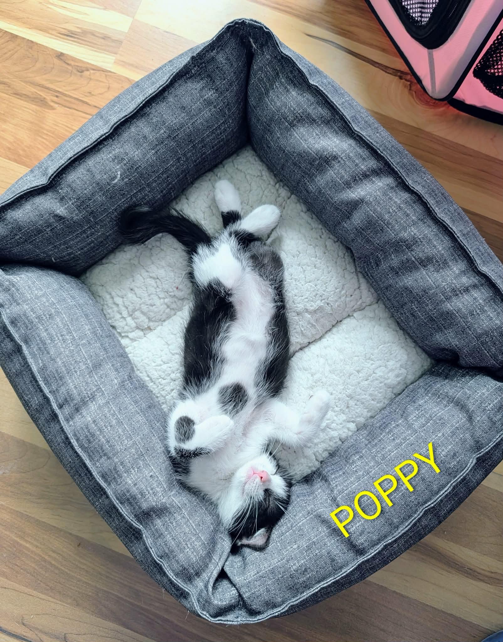 POPPY, a Adoptable Domestic Short Hair in Largo, FL image 2/2