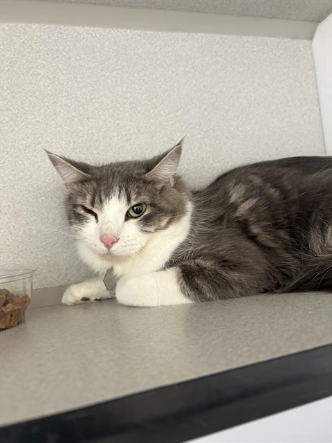 Enlarge MINA, a Adoptable Domestic Medium Hair in Aurora, CO image 1/1
