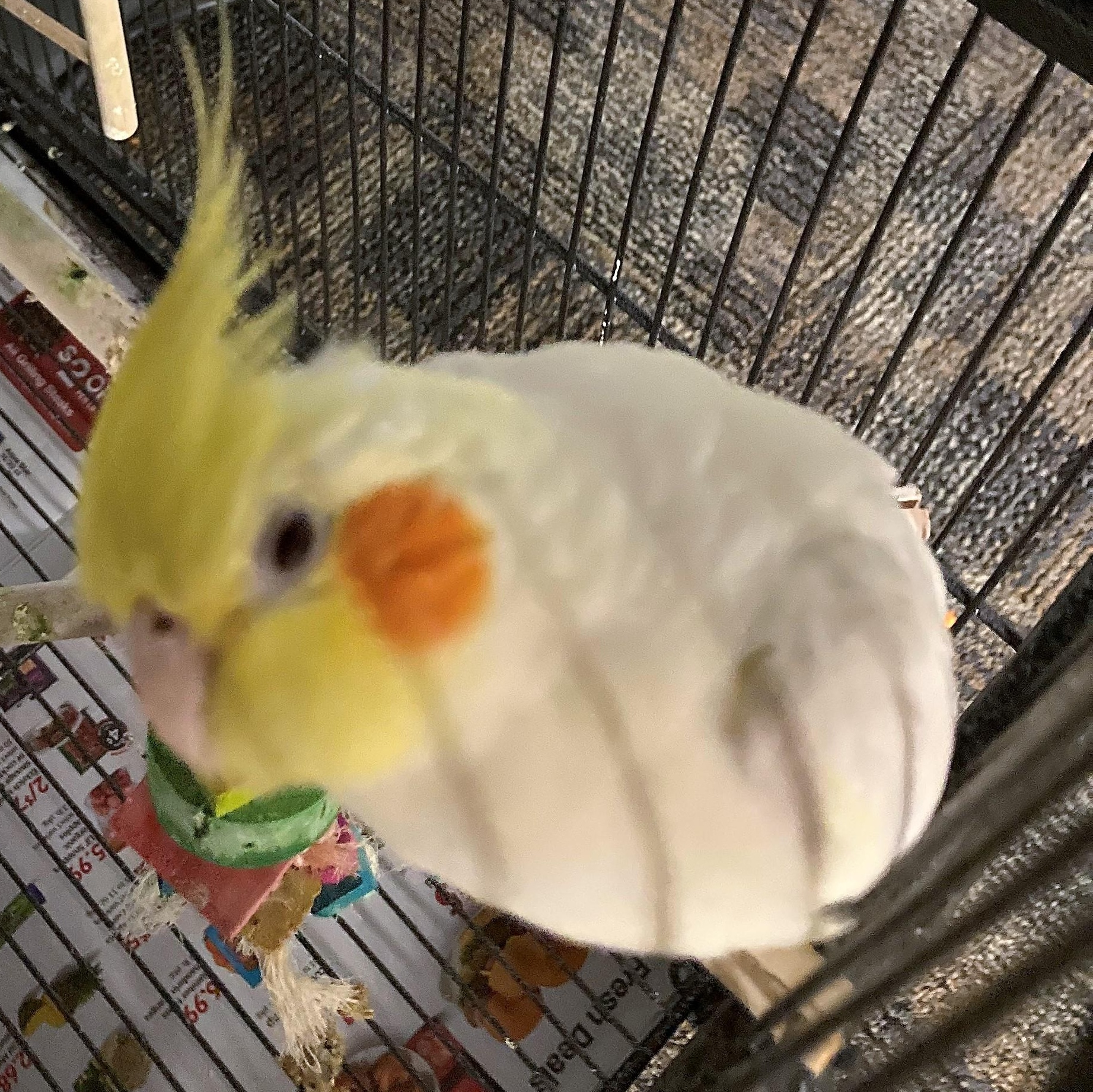 Enlarge Sunshine, a Adoptable Cockatiel in Lenexa, KS image 1/1
