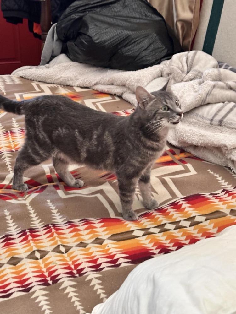 Starlite, Adoptable, Adult Female Tabby.