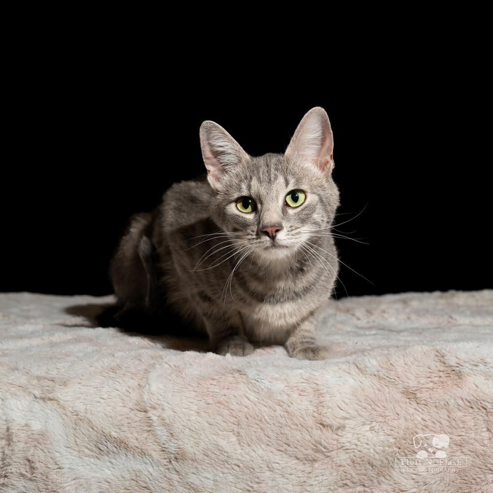 Enlarge Starlite, a Adoptable Tabby in Calimesa, CA image 2/4
